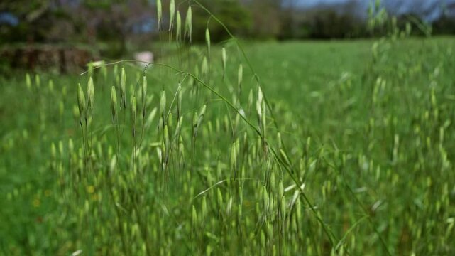 Close-up image of wild oat plant avena fatua in a lush green field in puglia, southern italy showcasing slender green stalks and spikelets.
