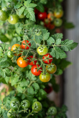Closeup juicy ripe red cherry tomatoes grow on branch of plant in pot located in greenhouse or at home. Indoor gardening, organic produce, homegrown ecological food, sustainable urban horticulture.
