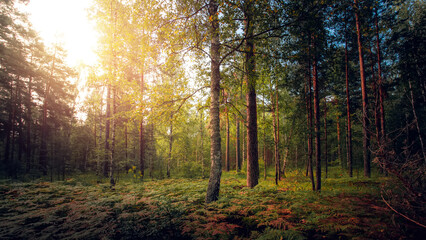 Autumn or summer sunny morning in the forest