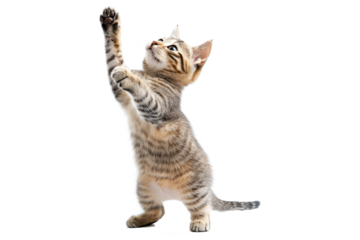 A cat stands up with two front paws up, full body and tail