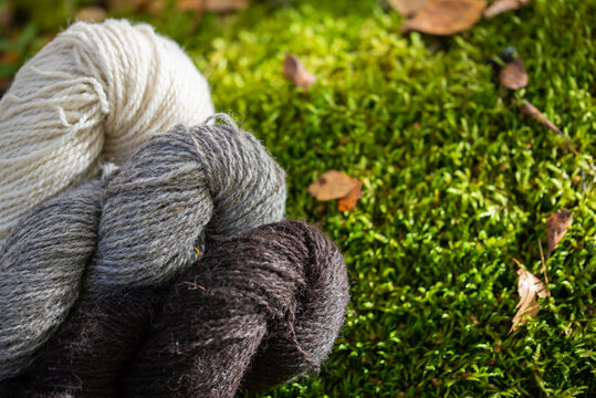 Three skeins of Finnsheep wool yarn on a green moss