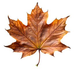 Fototapeta premium autumn aged maple leaf, generative ai