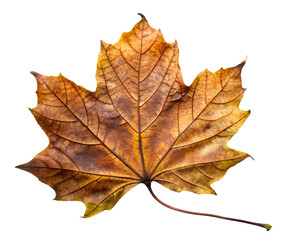 Fototapeta premium aged maple leaf isolated on white, generative ai