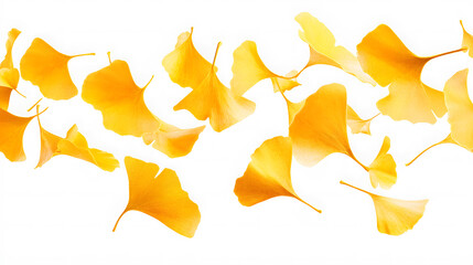 Naklejka premium handful yellow ginkgo leaves floating on the white background