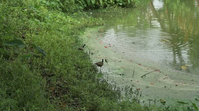 Jacanidae, Jacana bird, jacanas are tropical waders in the family Jacanidae.They are found in the tropical regions.They have elongated toes and toenails , floating or semi-emergent aquatic vegetation.
