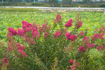 Fototapeta premium Vibrant Crape Myrtle Blossoms: A Beautiful Summer Landscape