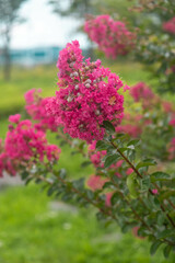 Vibrant Crape Myrtle Blossoms: A Beautiful Summer Landscape