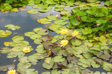 Elegant Water Lilies in Bloom: A Serene Nature Landscape