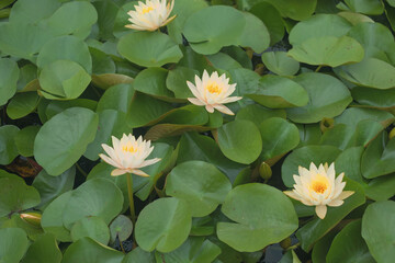 Elegant Water Lilies in Bloom: A Serene Nature Landscape