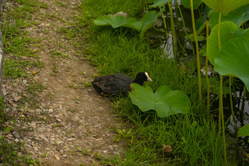 Water Hen Among Lotus Leaves: A Tranquil Nature Scene
