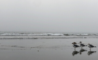 Seagulls reflected on the sand