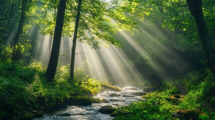 Connect with nature in a lush green forest with sun rays filtering through the trees and a serene stream flowing through the landscape