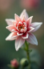 Fototapeta premium close up of pink flower