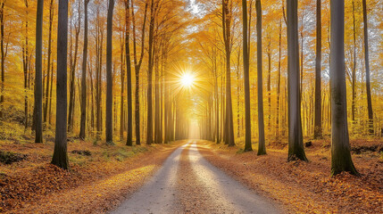 Fototapeta premium Misty morning forest road winding through ancient trees