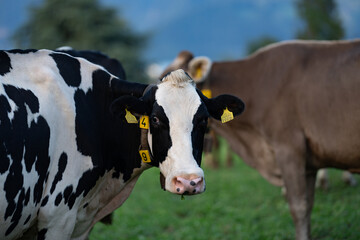 Black and white cow. Holstein cows. British Friesian cow. Black pied cow, friesian holstein cows. Holstein Friesian. Cow Farm with dairy cattle on field in countryside farm, Alp.