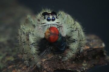 portrait of eating jumping spider hylus diardi female with prey, 23 August 2024 Bekasi Indonesia