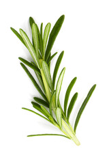 Rosemary leaf herbal is spices isolated on a white background.