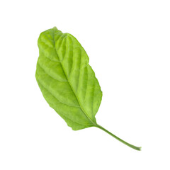 Obraz premium Green leaf isolated on a white background