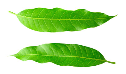 Obraz premium Green Mango leaves isolated on white background