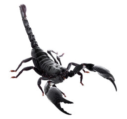 Black scorpions isolated on a white background
