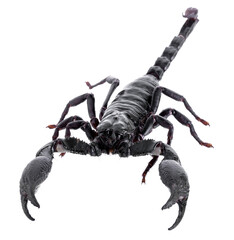Black scorpions isolated on a white background