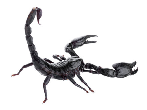 Black scorpions isolated on a white background