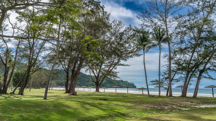 Sprawling trees and palms grow on a green lawn in a tropical park. Sun umbrellas stand in a row on...