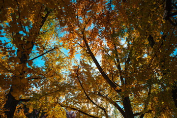 Autumnal foliage. Fall season. Autumn leaves, gold and red leaves of autumn background. Maple leaves. Colorful autumn leaves. natural background. Falling autumn. Sunny autumnal day.