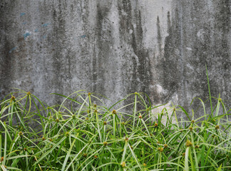 Green grass flowers on a cement background