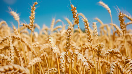 Fototapeta premium wheat in farm
