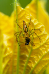 Lynx spider