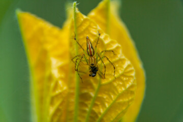 Lynx spider
