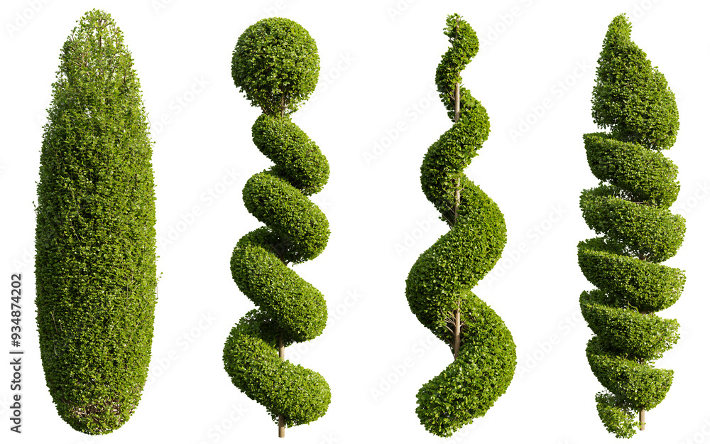 Poster bushe ficus concinna bonsai pruned on transparent background.3d rendering