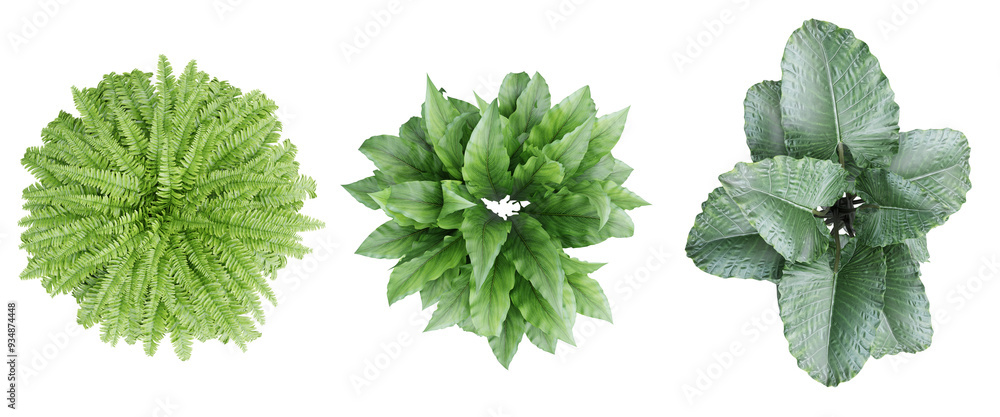 Poster top view ornamental plant set in pot isolated on transparent background.3d rendering