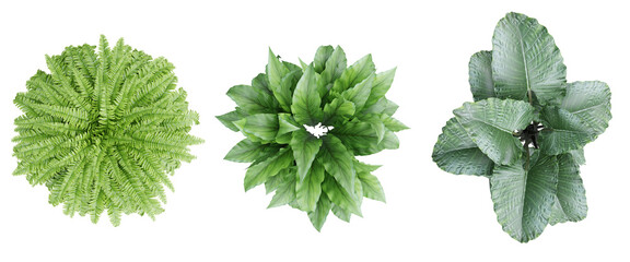 Top view ornamental plant set in pot isolated on transparent background.3d rendering