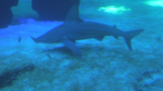 A large predatory shark in a clean large aquarium. Underwater world