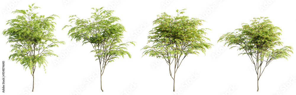 Poster tree ziziphus jujuba on transparent background.3d rendering