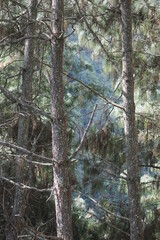Arboles con montaña