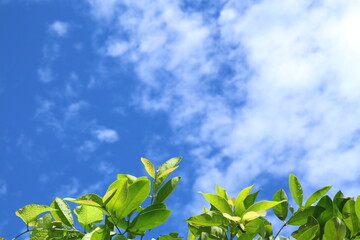 Obraz premium blue-sky leaf background. with white cloud on afternoon day.