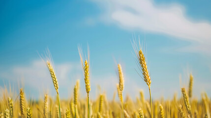 Fototapeta premium wheat