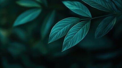 Emerald Embrace: Two vibrant green leaves stand out against a backdrop of deep, rich foliage