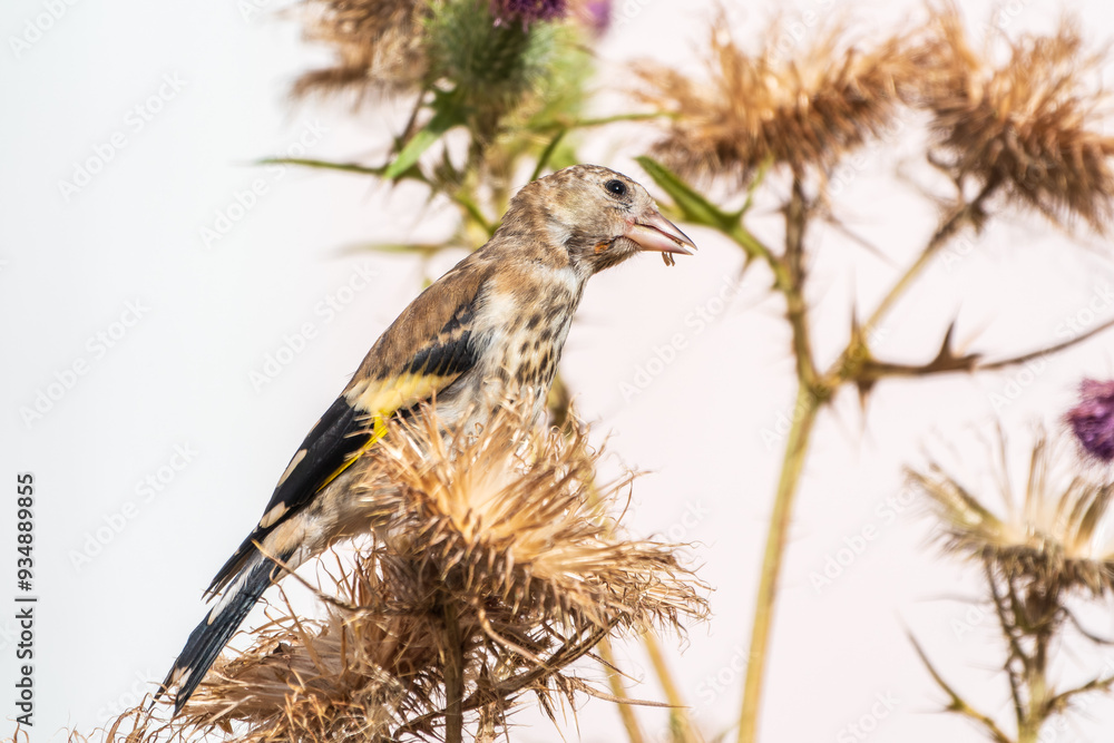 Sticker European goldfinch with juvenile plumage, feeding on the seeds of thistles. Carduelis carduelis.