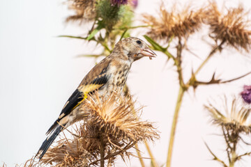 European goldfinch with juvenile plumage, feeding on the seeds of thistles. Carduelis carduelis.