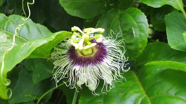 Passiflora passion fruit flower blooming beautiful tropical botanic