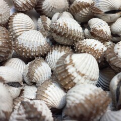 Blood clams or Tegillarca granosa photos with fresh and clean shell | Natural photos seafood  