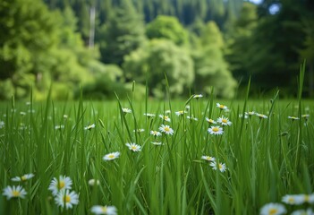A lush green meadow with tall grass and white daisy flowers in the foreground, surrounded by a blurred forest in the background