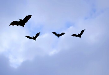 Fototapeta premium Silhouettes of bats flying against a snowy, cloudy sky