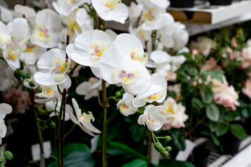 Fototapeta premium Pink and white orchids in garden shop. Various orchids sold in store. Flowers orchid in a greenhouse, modern business and private entrepreneurship.