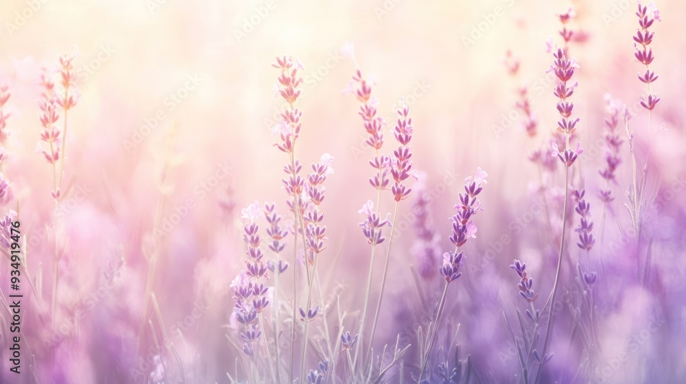 Poster Lavender Field in Soft Sunlight