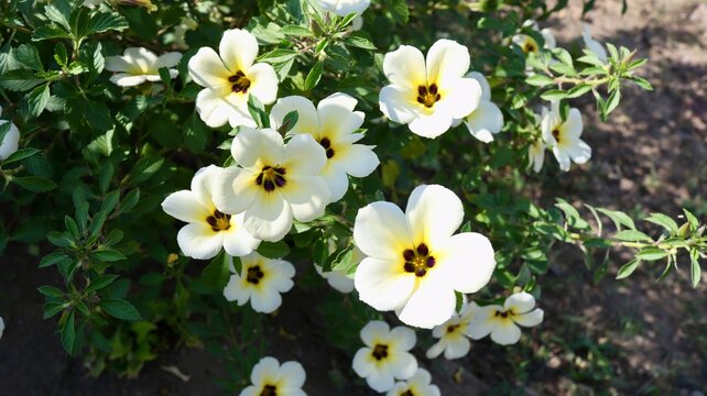 Turnera subulata is a species of flowering subshrub in the passionflower family known by the common names white buttercup, sulphur alder, politician's flower, dark-eyed turnera, and white alder.